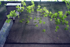 green3