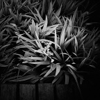 NEX-5，无题8a