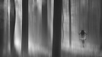 forest2