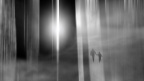 forest4