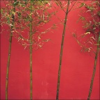 竹&墙