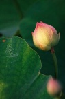荷