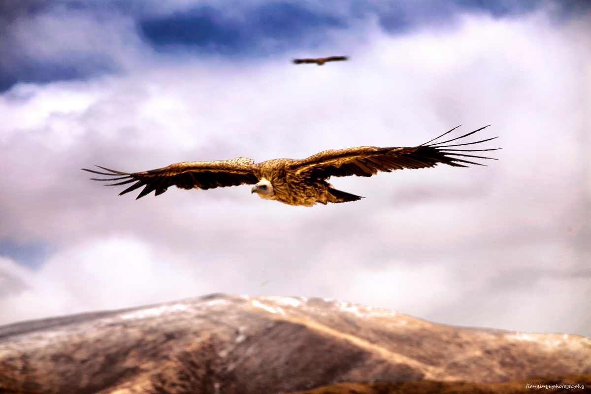 或是展翅高飞保持愤怒 - 旅行, 自然, 色达, 佳能