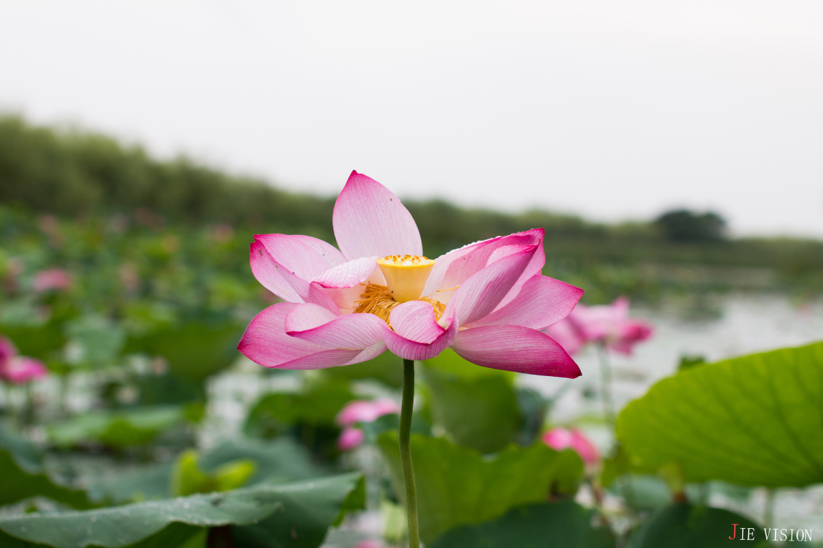 王一多_ - 图虫摄影网