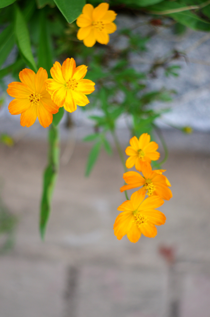 花萼 - 花卉, 宾得 - 无感 - 图虫摄影网