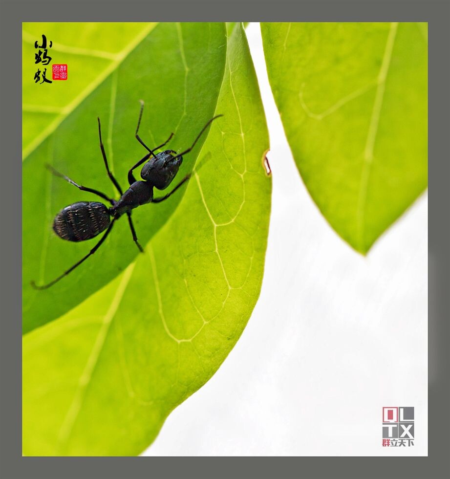 小色彩-蚂蚁,微距,蜜蜂,天下-群立生态-图虫春天动物蜂路多宽图片