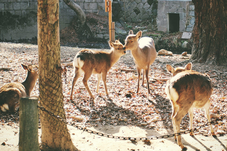 奈良·小鹿 - 色彩, 旅行, 日本, 奈良, 动物, 《摄