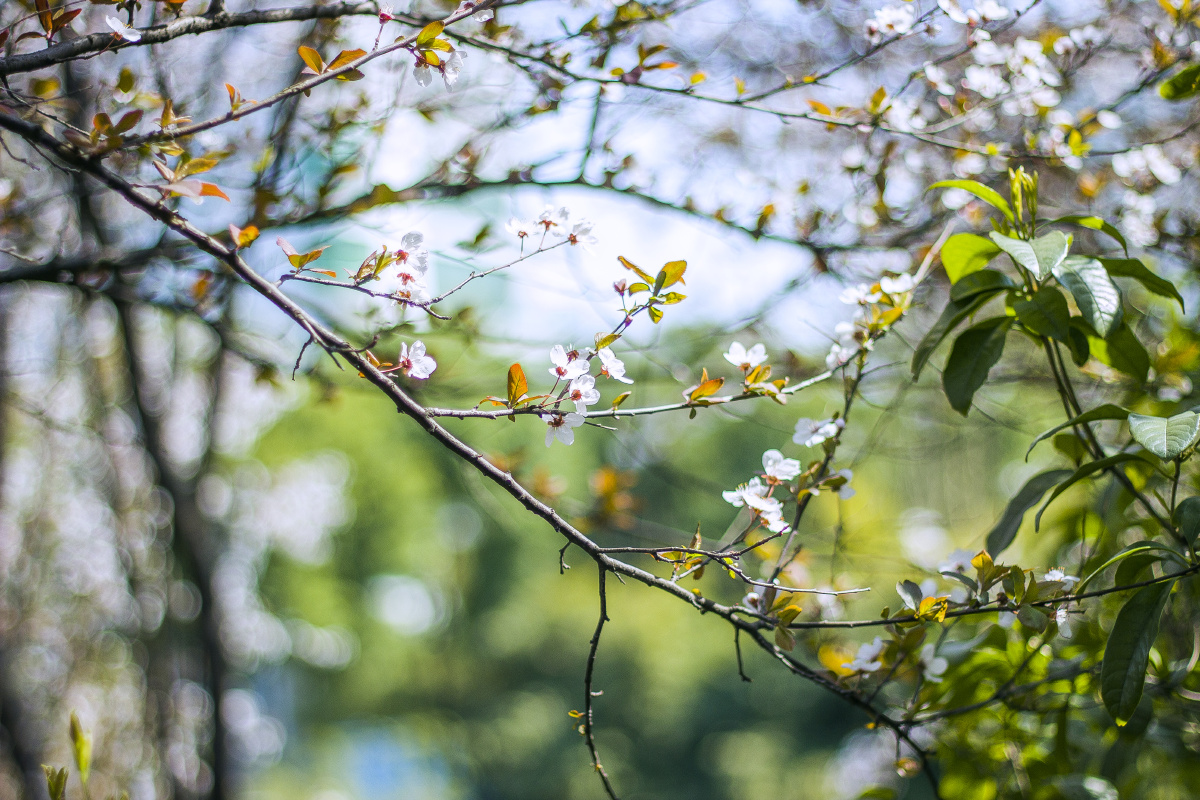细枝末节 - 大光圈, 50mm, 静物, 光影 - 细枝末节