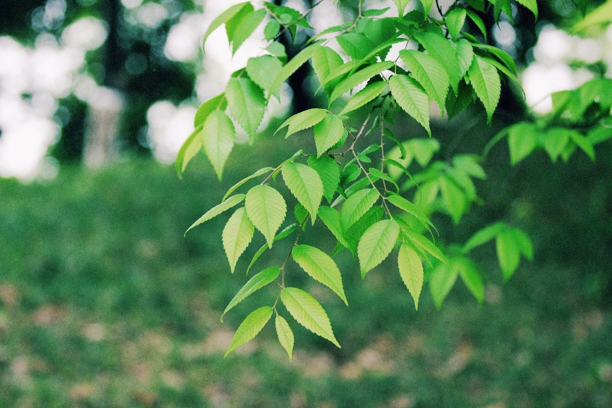 一抹翠绿 - 扫街, 人文, 植物, 色彩, 胶片 - 假装摄影湿 - 图虫摄影网