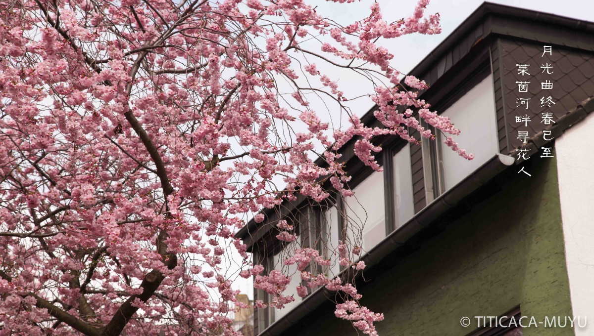 波恩-樱花大道 - 不爱吃青菜的考拉