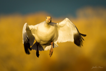 Landing