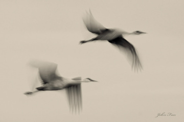 Flying Dreams