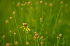 Lone Dancer