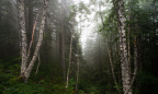 Whisper of the Trees