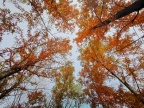 Southern Delight - 3