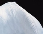 蒂姆.弗拉克7
