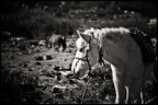 _DSC1553