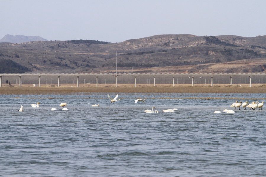 11年3月24日 辽宁朝阳北票白石水库-天鹅湖 起飞6 较旧的评论较新