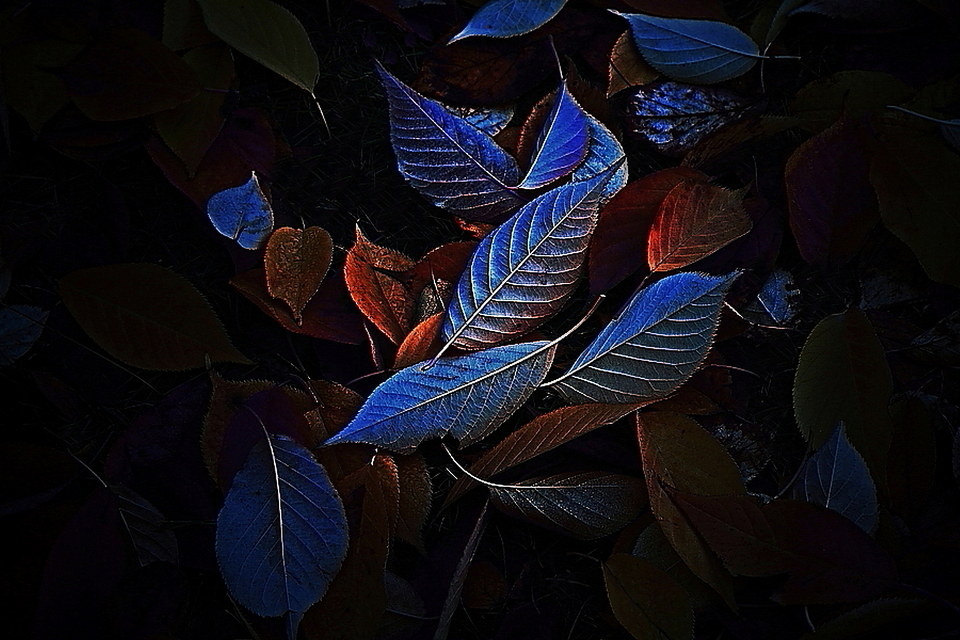 秋叶6 - 植物, 树叶, 色彩, 光线 - 7410abc