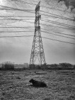 _1100739