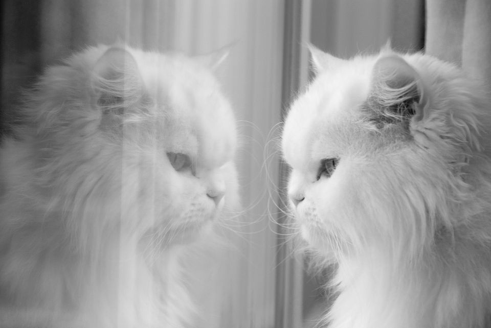 Self Reflection - Mirror Mirror on the Wall, Who'