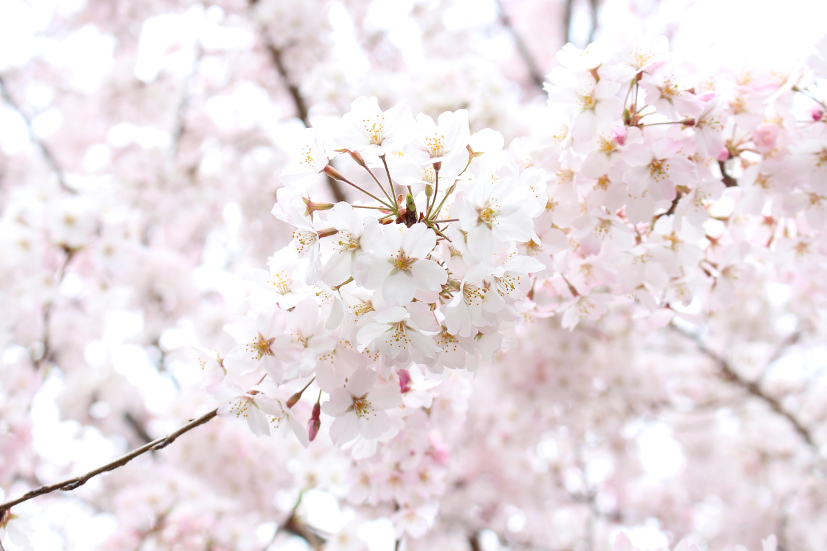 3月29日、国立剧场