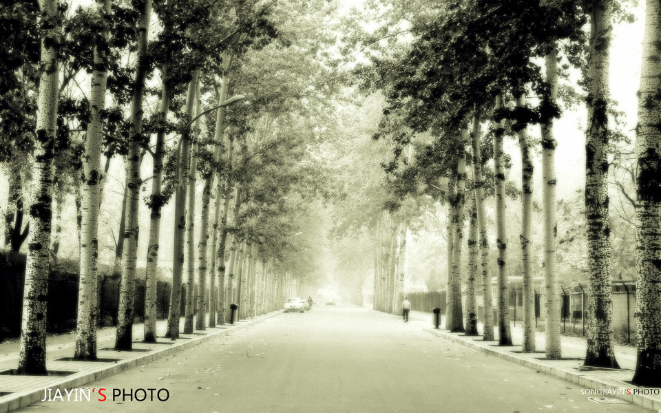 年轻的白杨 - jiayin - 北京摄影