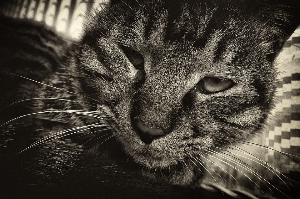 喵了个咪的 - 汤达 - 卡片&口袋机的世界