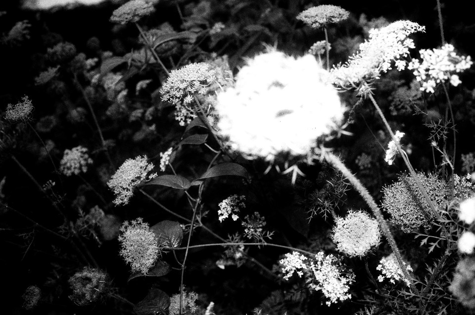 梦里花 - ql17, 黑白 - 吴浩文ico - 图虫摄影网