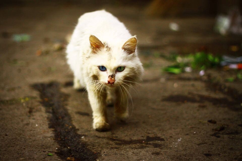 流浪猫