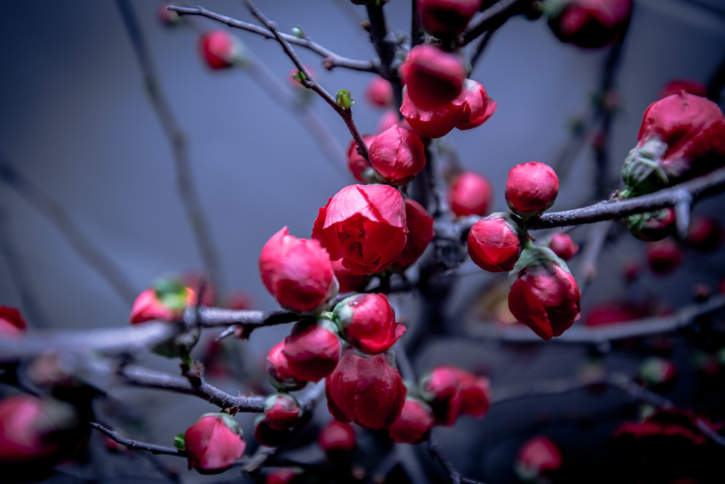 海棠春 - 尼康, 静物, 花卉 - 海棠春 - 进击的死鱼