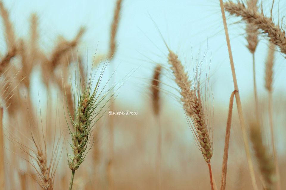 有你的夏天 - <em>小清新</em>, 植物 - 汤晨欢toy - <em>小清新</em>