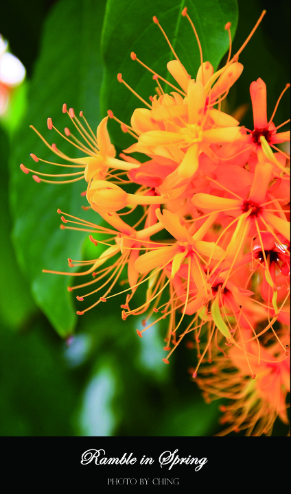 Ramble in Spring - Ching - Ching - 图虫摄影网