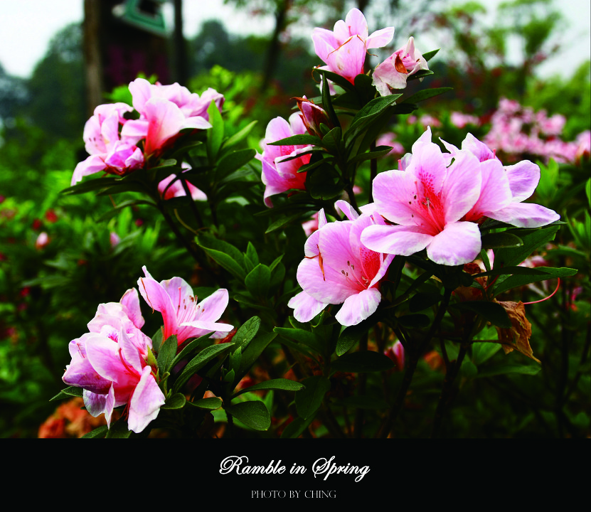 Ramble in Spring - Ching - Ching - 图虫摄影网