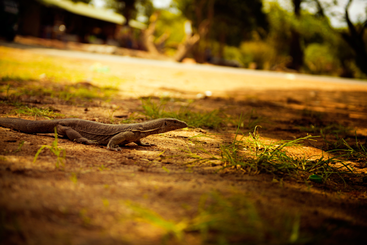 蜥蜴斯里兰卡这个国家就像是一个巨大的原始丛