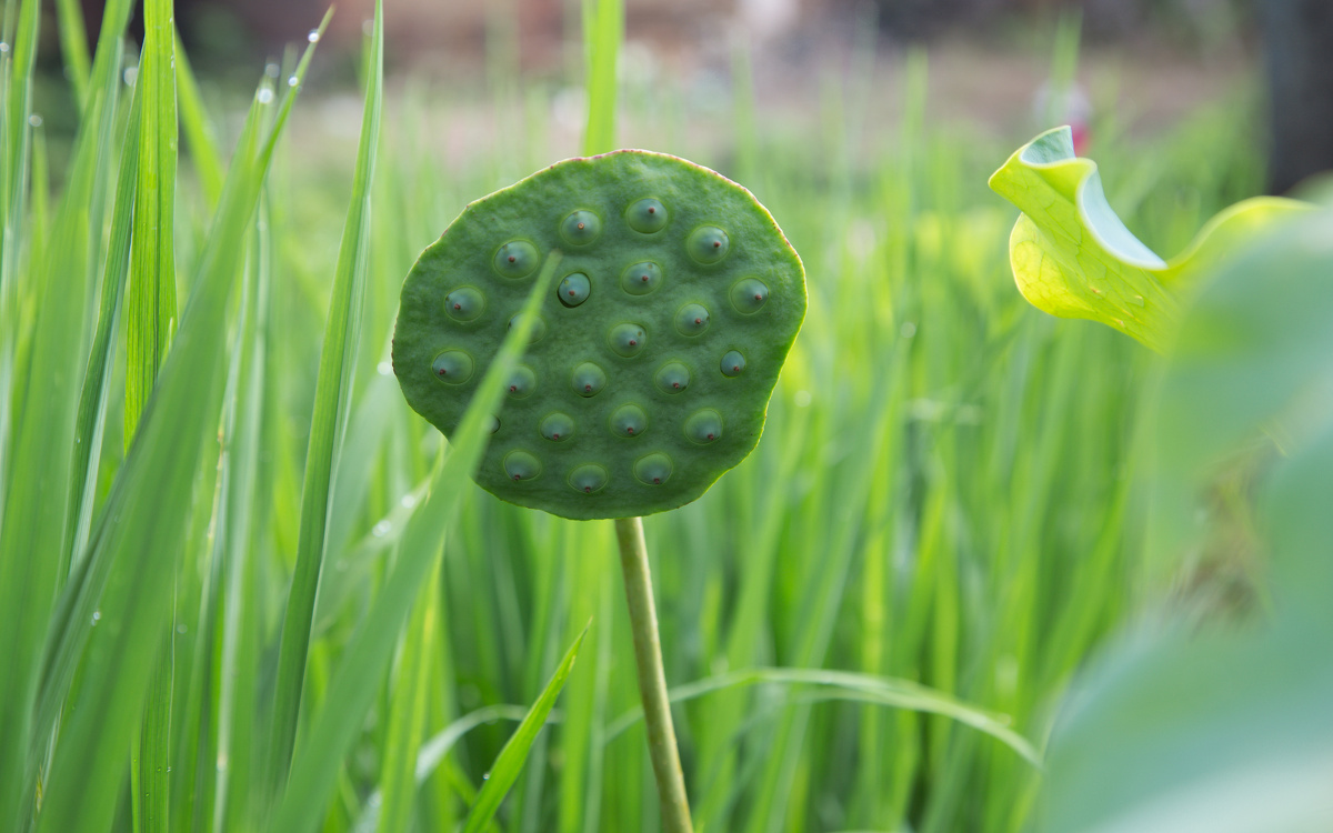 梦境田园，稻田里的莲蓬情缘——解析做梦梦见自己和男朋友在稻田里摘莲蓬