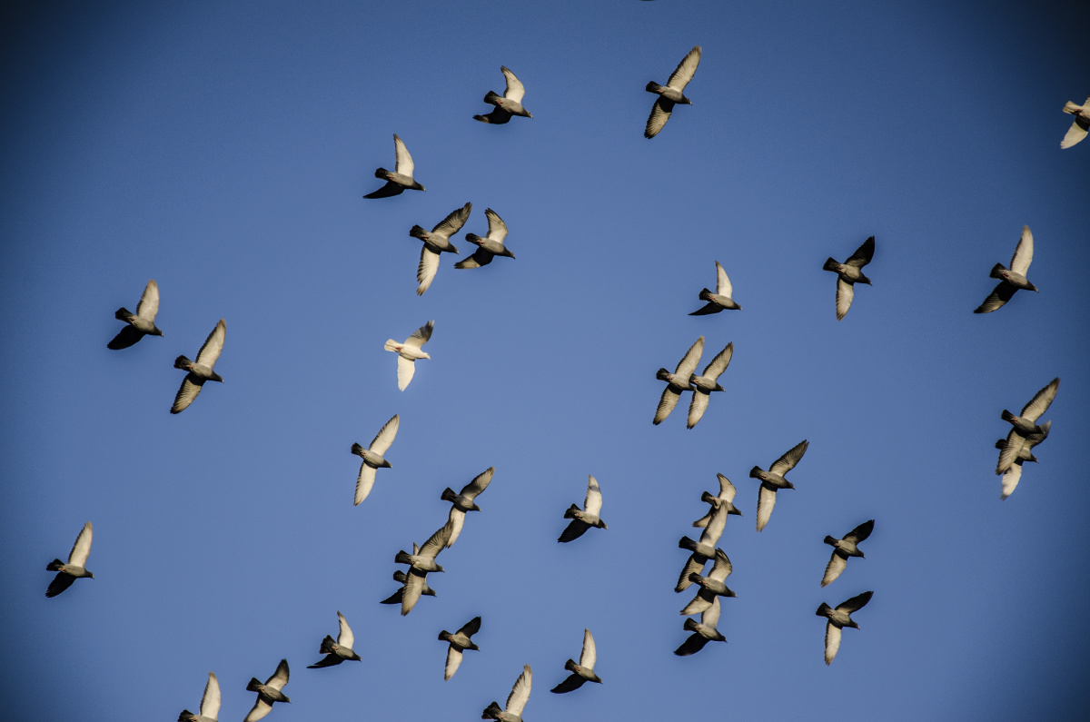 DSC_4409为智能对象-1 - lr0071224 - 图虫摄