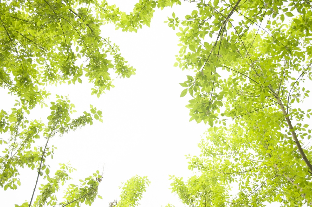 夏天的风 - 静物, 小清新, 尼康, 天空, 植物, 日系