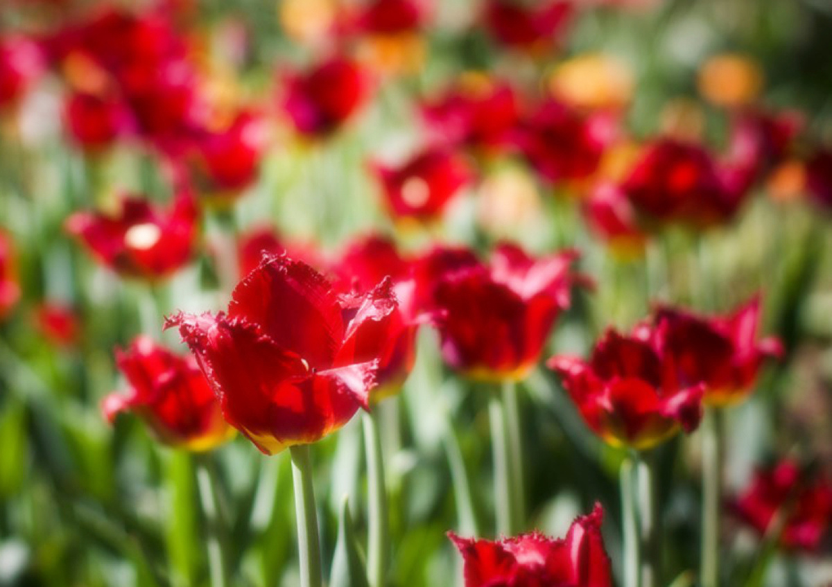 祝福祖国的话,仿写