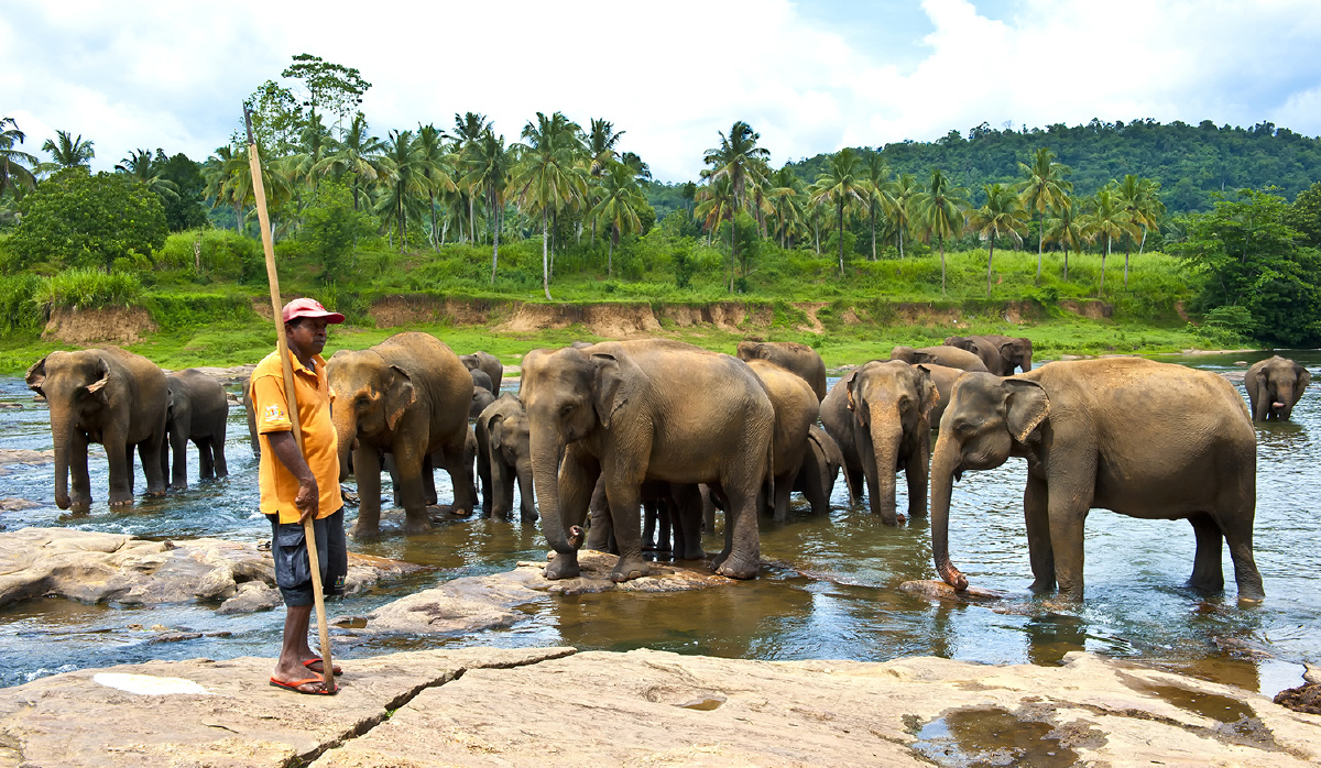 斯里兰卡大象孤儿院 - 斯里兰卡, 大象 - 职业摄影师刘杰 - 图虫摄影网