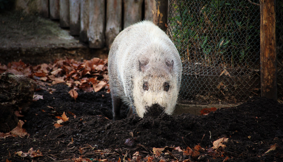 鄙夷 - 动物之表情篇 - 大欢 - 《摄影旅游》