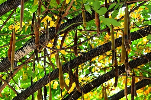 秋的色彩--南昌凤凰沟日记 - 色彩, 旅行, 风光 -