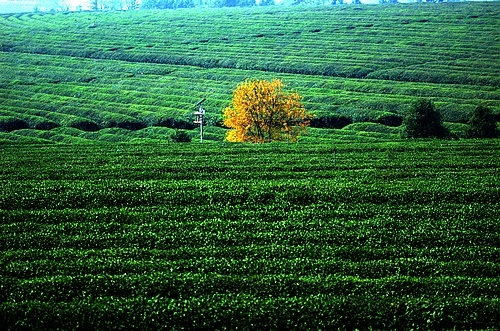 秋的色彩--南昌凤凰沟日记 - 色彩, 旅行, 风光 -
