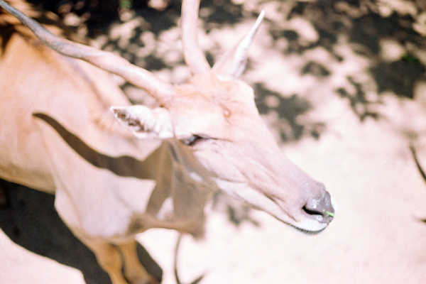 玉米UIi的分享 - 玉米UIi - 图虫摄影网