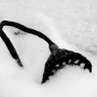 雪中残荷2