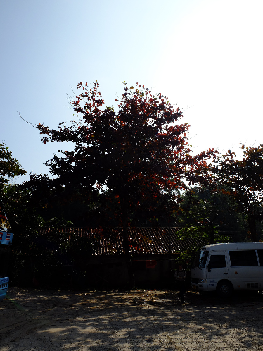 龙什么黄 - 图虫摄影网