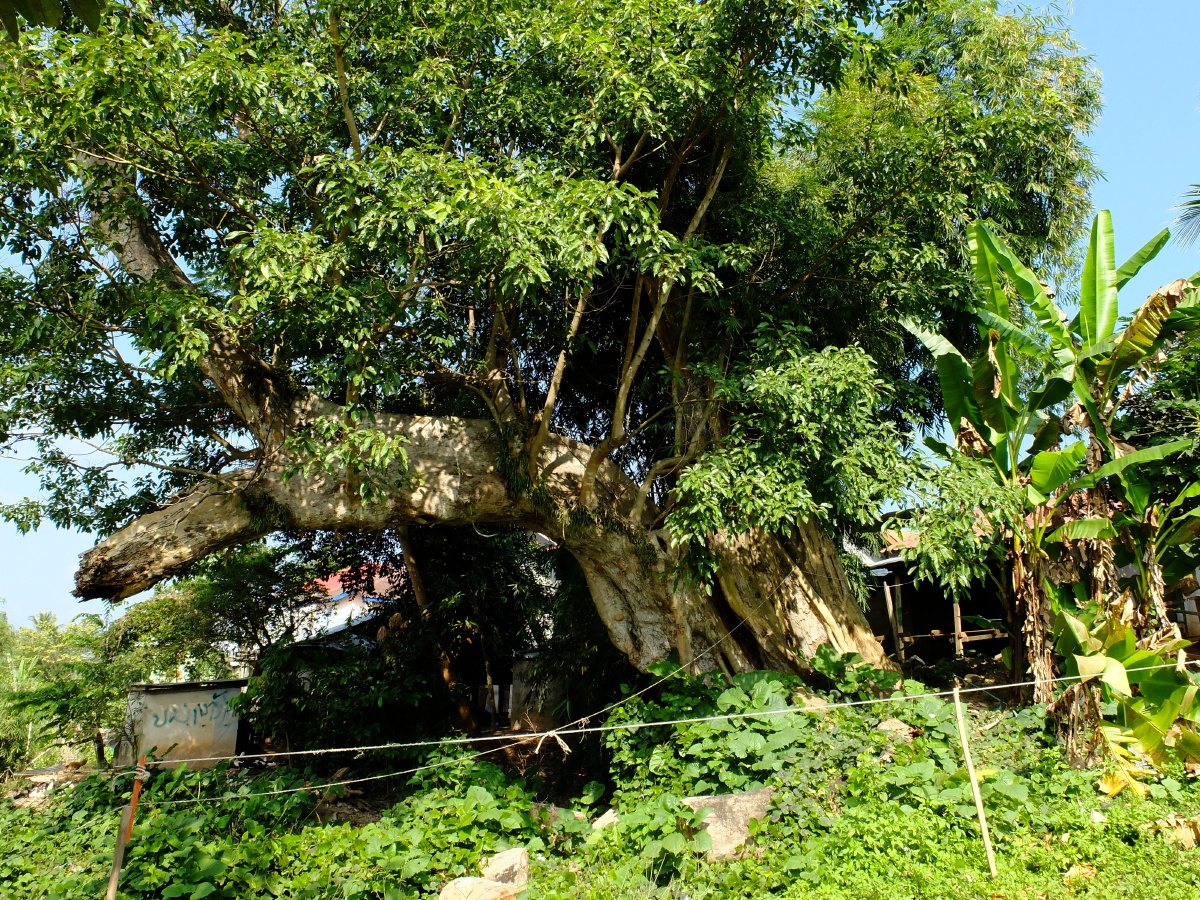 龙什么黄 - 图虫摄影网