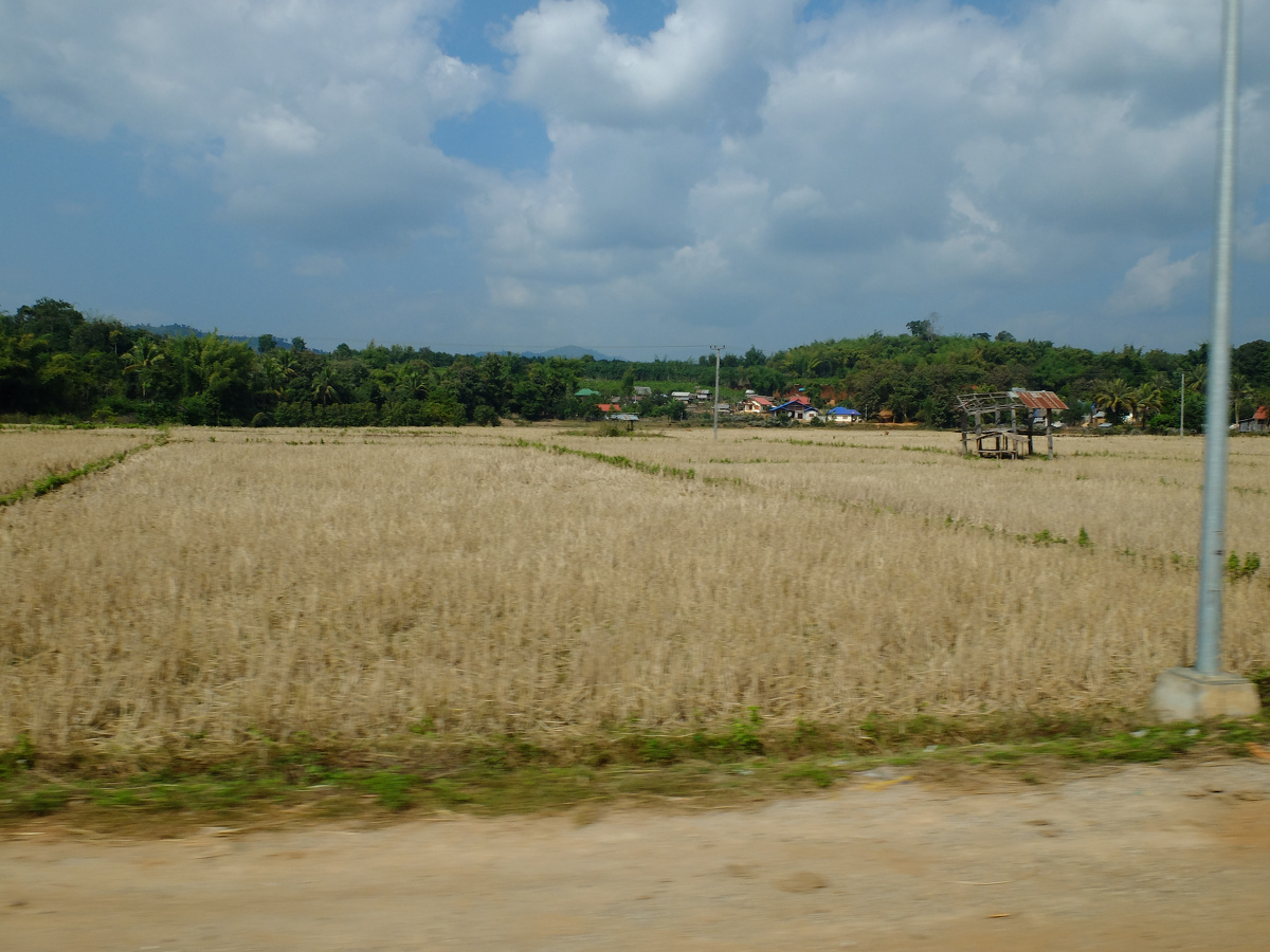 龙什么黄 - 图虫摄影网
