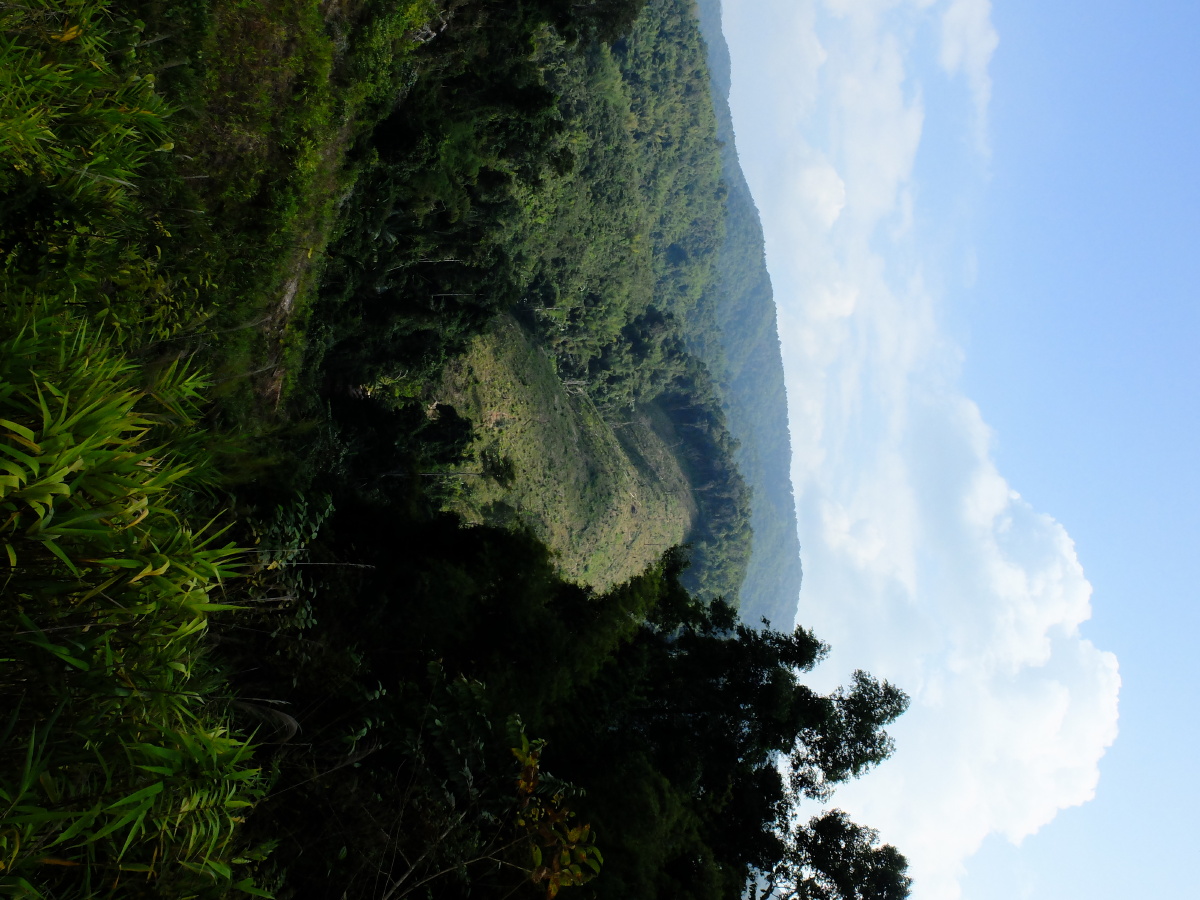 龙什么黄 - 图虫摄影网