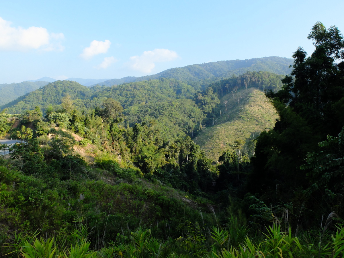 龙什么黄 - 图虫摄影网